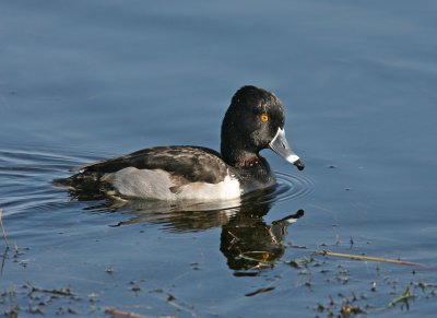 Ring-necked Duck,12-28-2006