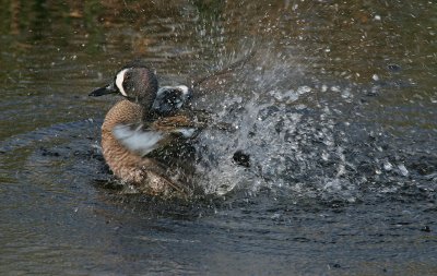 Splish-Splash,Blue Teal