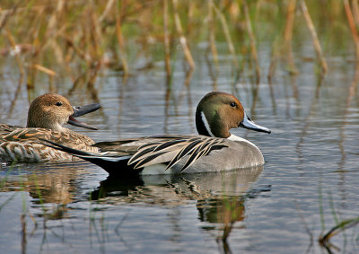 Pintail, Northern,  but who is the boss?