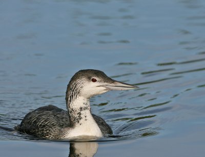  Loon, Common