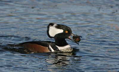 Male Hooded Merganser with apple snail