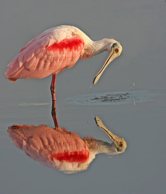 Spoonbill