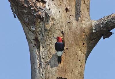 Red-headed Woodpecker