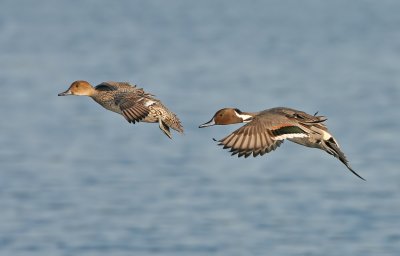 Pintails in flight