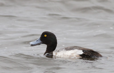 Scaup,male