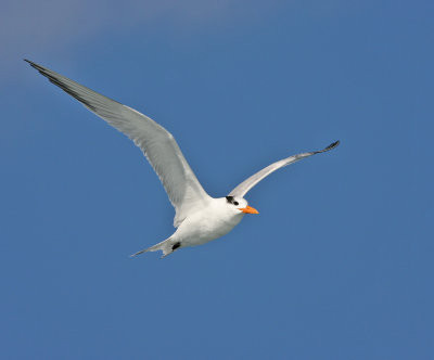 Royal Tern