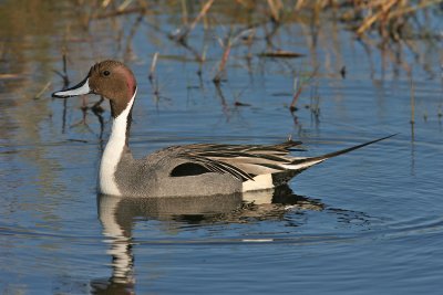  Pintail, Northern, full frame reduced