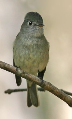 Hammond's Flycatcher