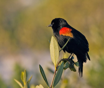 Blackbird,Red-winged