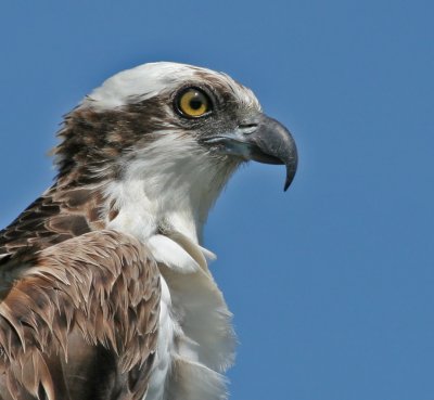 Osprey,Merritt Island