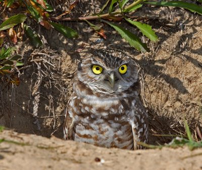 Burrowing Owl,02-22-2007