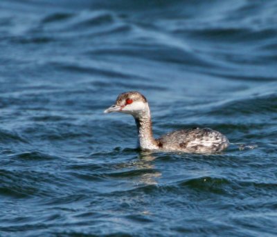 Horned Grebe,Merritt Island