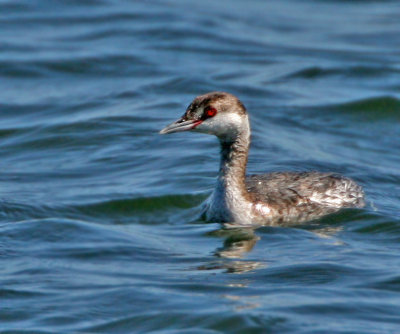  Grebe, Horned