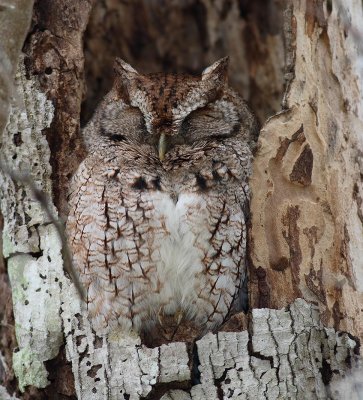 Eastern Screech Owl,02-24-2007,Oakland,Fl.