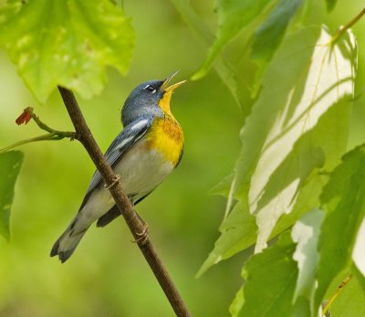 Northern Parula,03-14-2007