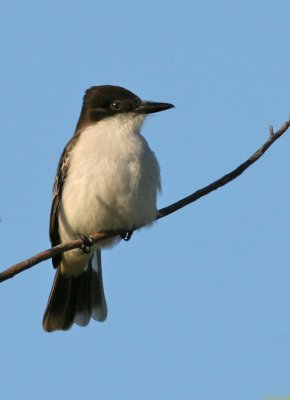  Kingbird,Eastern