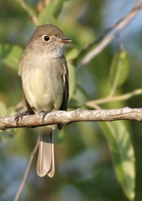 Least Flycatcher,Lust Gate