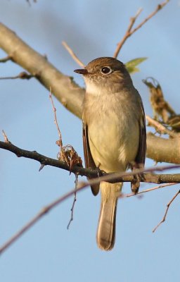 Least Flycatcher,Lust Gate