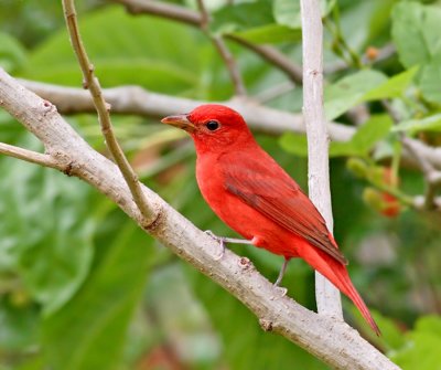 Tanager, Summer, male