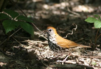 Wood Thrush