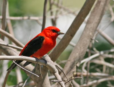 Scarlet Tanager, in bright sunlight