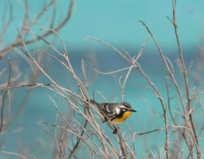  Warbler,Yellow-throated