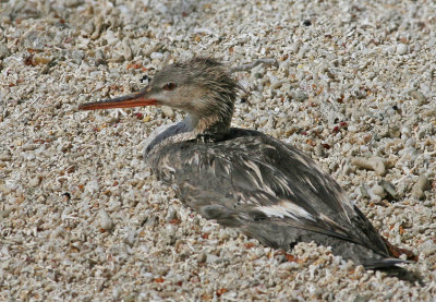 Red-breasted Merganser,with broken foot