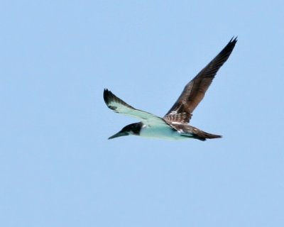 Juvenile Masked Booby