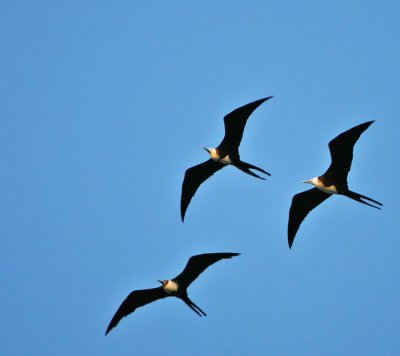  Frigatebirds, Magnificent