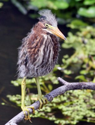 Green Heron, chick