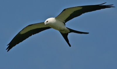  Kite,  Swallow-tailed
