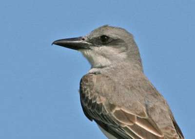 Gray Kingbird, 05-03- 2077