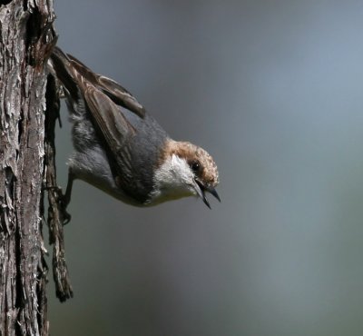  Nuthatch, Brown-headed
