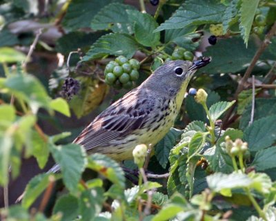 Kirtland's Warbler, May 2007