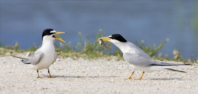 Least Tern's