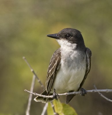 Eastern Kingbird, 05-18-2007  Merritt Island