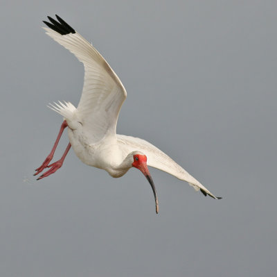 White Ibis, 05-24-2007