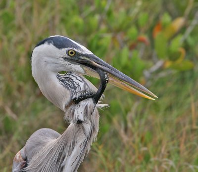 Great Blue Heron and snake. 05-31-2007