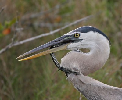 Great Blue Heron and snake, 05-31-2007