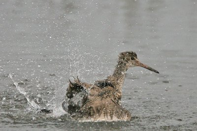 Willet, shower time, 05-31-2007