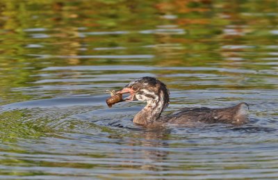 Pied-billed Grebe chick