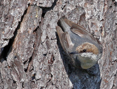 Brown-headed Nuthatch, 06-09-2007