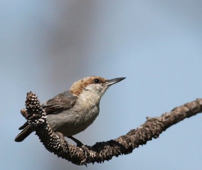 Brown-headed Nuthatch, 06-09-2007