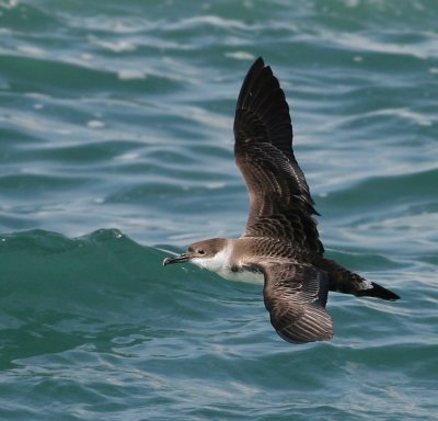  Shearwater, Greater