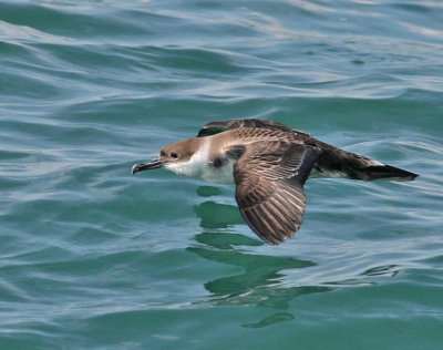 Greater Shearwater, 06-17-2007