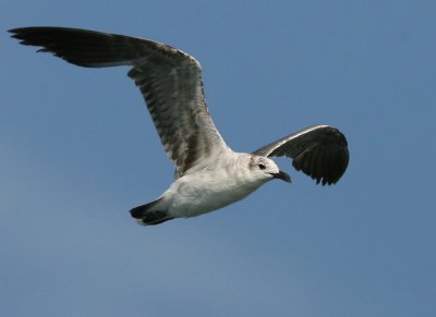Laughing Gull, 06-17-2007