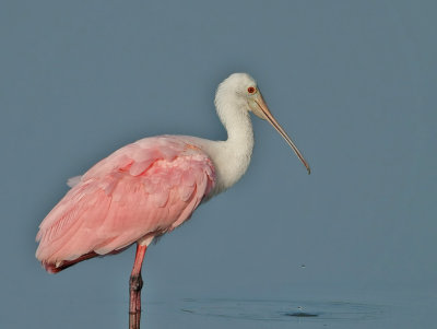 Spoonbill, 06-15-2007   Viera wetlands,Fl.