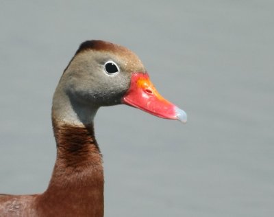 Black-bellied Whistling Duck, head shot
