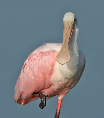 Spoonbill 100% crop