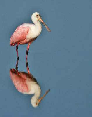 Spoonbill reflection, Viera Wetlands,Fl.